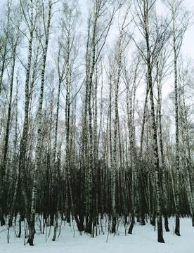 Vertical thicket of birch trees landscape background Stock Photos