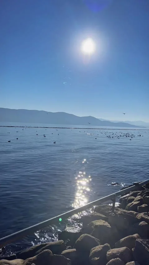Vertical  Thousands of Seagulls on Blue Lake with Mountain Background Video stock 332473743