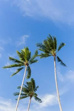 Vertical of three coconut palm trees agains a blue sky with white cloud. Stock Photos
