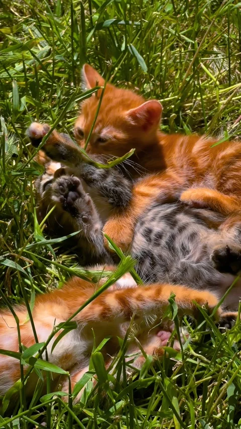 Vertical: three kittens playing in green grass - close up Stock Footage 346489389