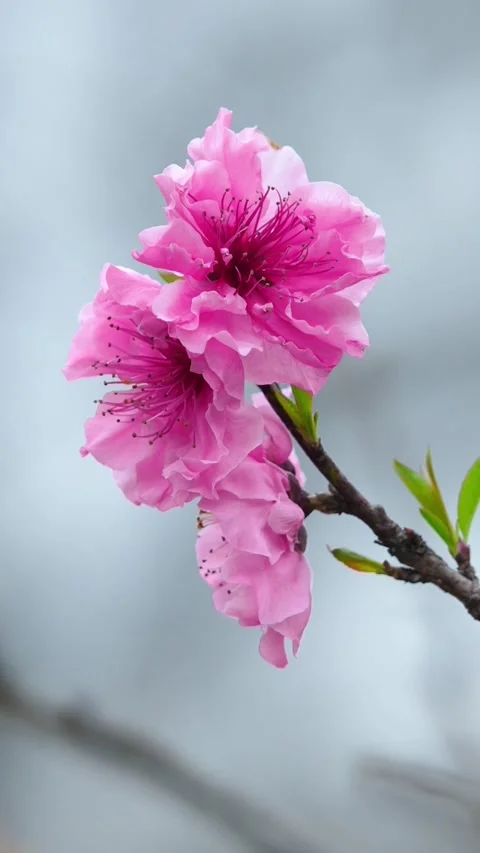 Vertical Three Pink Peach Blossoms Close-up in Spring Stock Footage 331425399