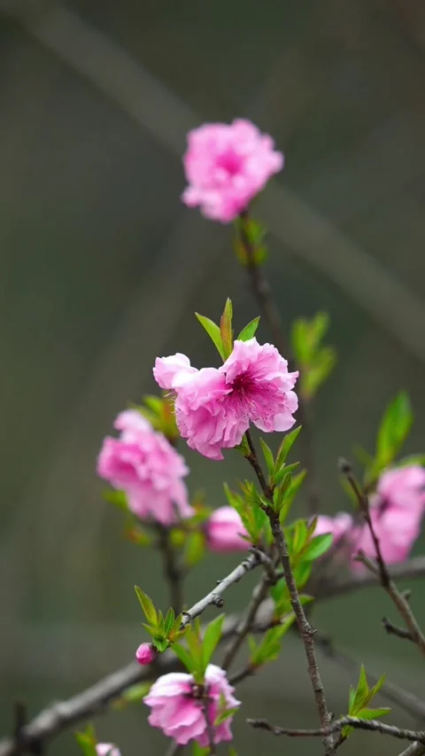 Vertical Three Pink Peach Blossoms with Deep Layered Bokeh Stock Footage 331482894