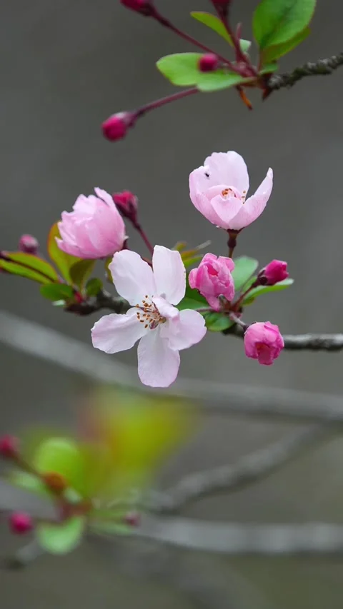 Vertical Three Pink Peach Blossoms Close-up with Perfect Bokeh Video stock 331482897