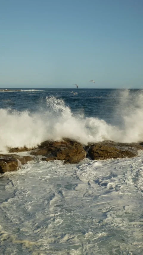 Vertical three seagulls fly past a crashing wave 4K Video stock 310028392