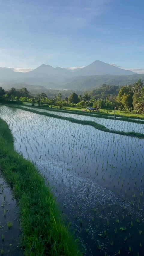 Vertical tilt up of Bali rice field terraces and mountains Stock Footage 337805660