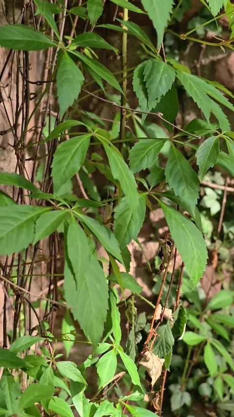Vertical Tilt Down Shot of Green Ivy Leaves on Wall Creative Nature Texture 4K Stock-Footage 334871103