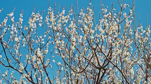 Vertical Tilt Down of White Plum Blossoms to a Traditional Zen Garden Stockbeeldmateriaal 332619348