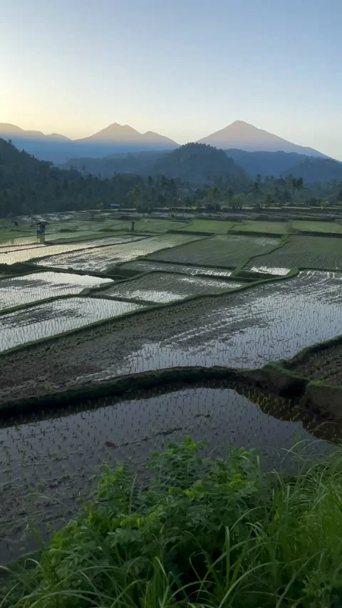 Vertical Tilt Up Shot of Beautiful Rice Terraces and Mountains in Bali Stock Footage 339646576