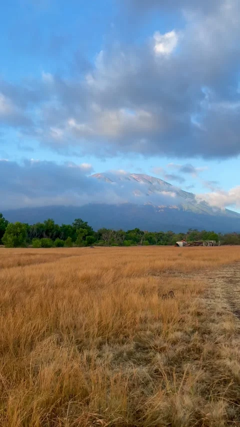 Vertical Tilt Up Shot Revealing Mount Agung Behind Savanna Field Video stock 341551994