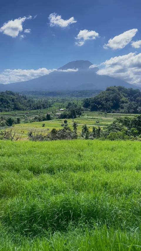 Vertical Tilt Up Shot Revealing Mount Agung Behind Green Field Video stock 341552104