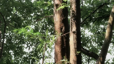 Vertical tilt-up shot of tall tree trunks in a lush forest. Stock Footage 337565028