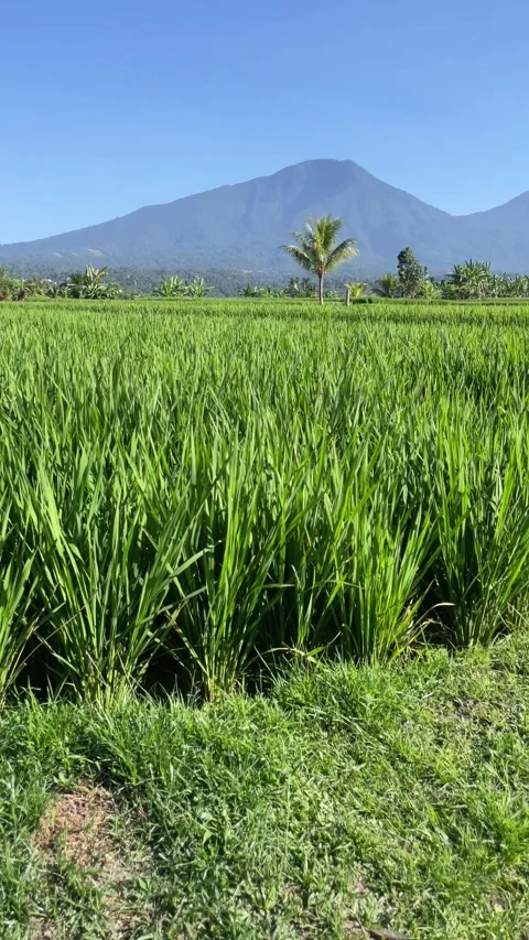 Vertical Tilt Up of Vibrant Green Rice Fields and Mountain in Bali Stock Footage 336696493