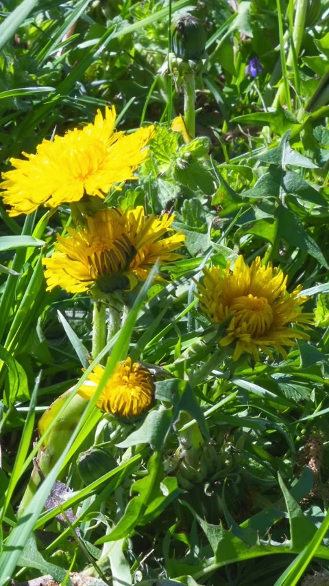 Vertical Time Lapse of Dandelion Flower Blooming in Spring Meadow Stock Footage 310409697
