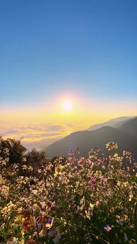 Vertical Time-lapse Flowers in Foreground with Majestic Sunrise and Sea of C Video stock 328274781