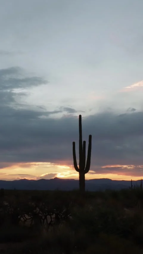 Vertical Time-Lapse Footage Of Sonoran Desert Sunrise With Cactus Stock Footage 344699682