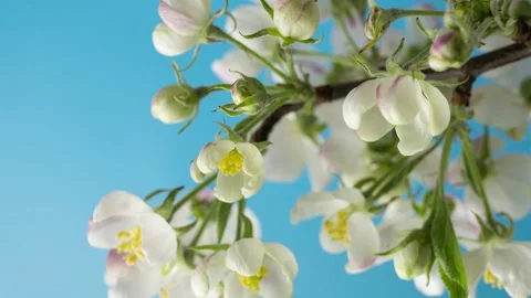 Vertical time lapse footage of white flower buds opening against blue sky Видео 201755704