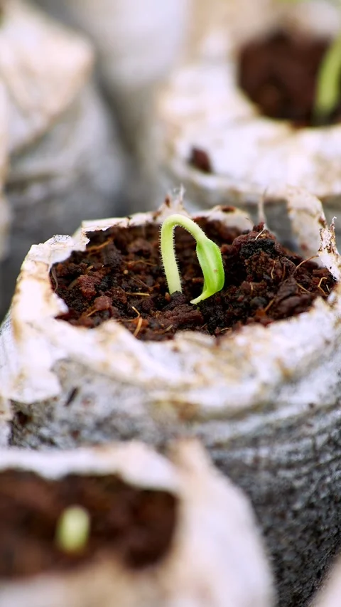 Vertical Time Lapse Growth Sprouting and Germination of Newborn Plants Food Stock Footage 302663658