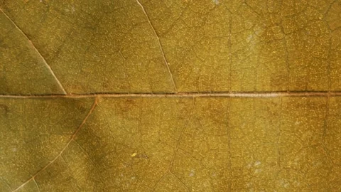 Vertical time-lapse leaf changing color during fall season, plant leaf aging 動画素材 166756565