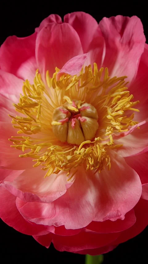 Vertical Time Lapse Peony Flower Opening 스톡 동영상 205568171