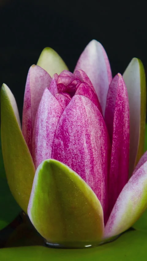 Vertical time lapse of pink lotus water lily flower opening, waterlily blooming Stock Footage 266226561