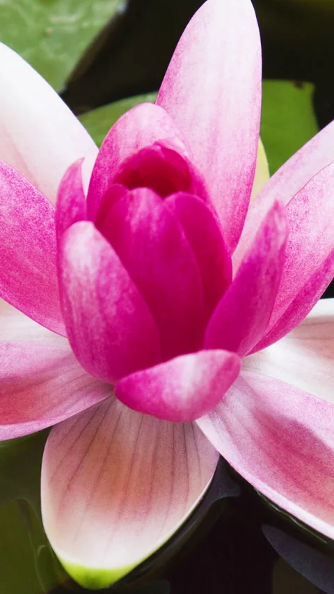 Vertical time lapse of pink lotus water lily flower opening, waterlily blooming Stock Footage 267805636