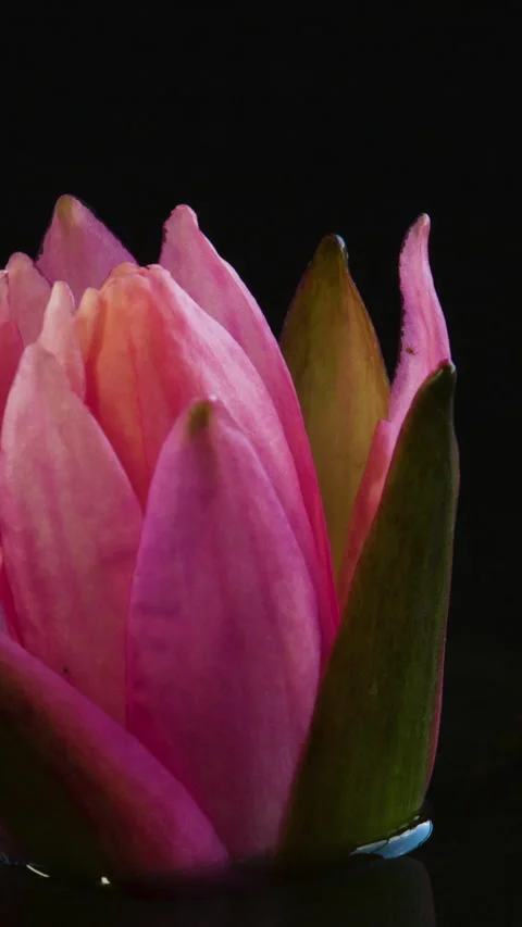 Vertical time lapse of pink lotus water lily flower opening, waterlily blooming Stock Footage 270205158