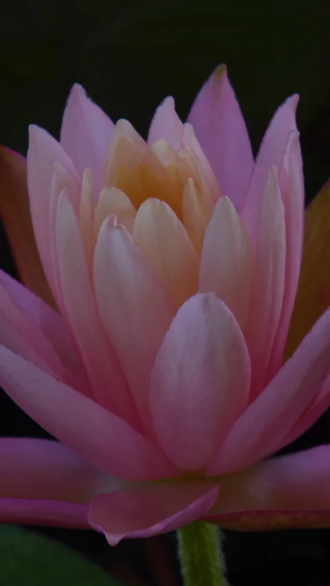 Vertical time lapse of pink lotus water lily flower opening, waterlily blooming Stock Footage 282504434