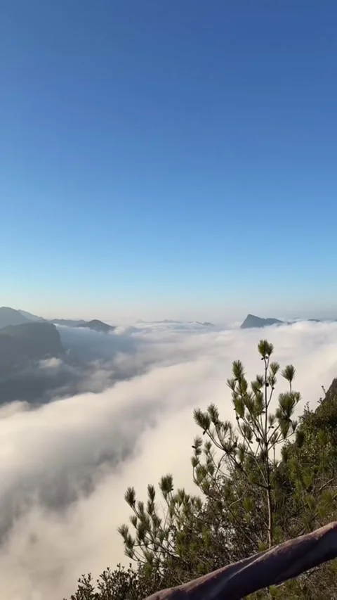 Vertical Time Lapse Sea of Clouds Over Mountain Peaks with Pine Trees Video stock 327004060