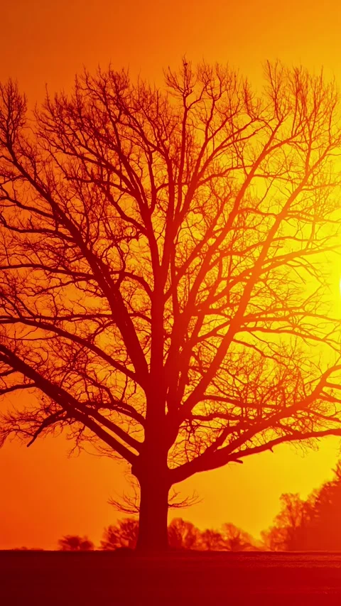 Vertical time lapse shot sun rising over a field with silhouette bare tree in Stock Footage 317626042