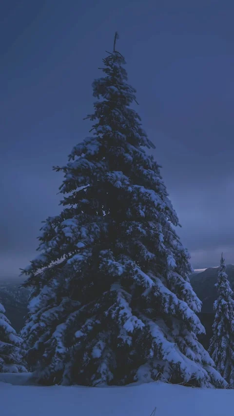 Vertical Time Lapse of Snow-covered Tree in Dark Snowy Forest Before Sunrise Stock Footage 313196715