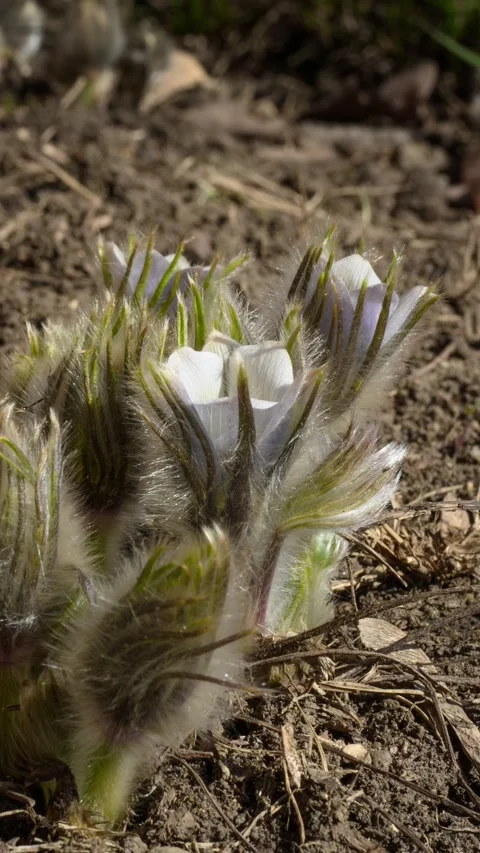 Vertical time lapse of spring wild crocus lowers opening in morning sunlight Stock Footage 327920932