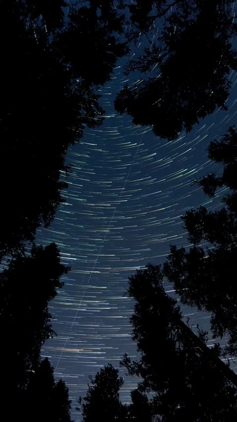 Vertical time lapse of star trails looking up through a silhouette evergreen Stock Footage 327920941