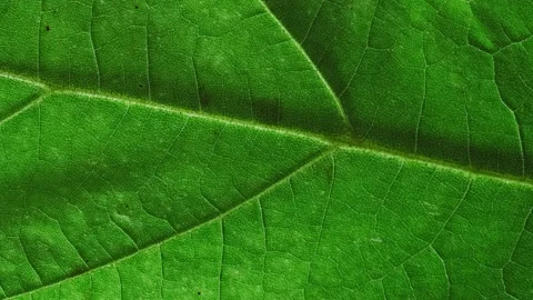 Vertical time-lapse of tree leaf changing color during fall season 動画素材 167387665