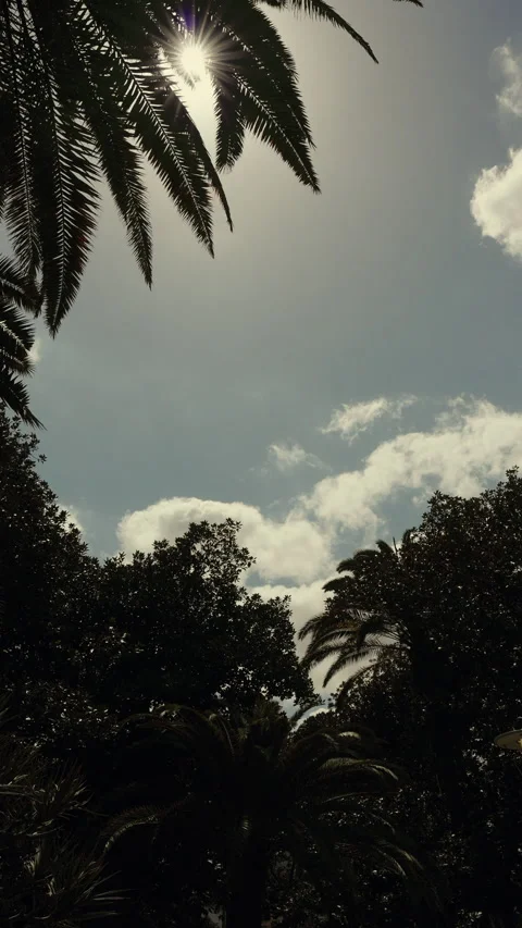 A vertical time-lapse video of palm trees immersed in the clear sky. Stock Footage 270375137