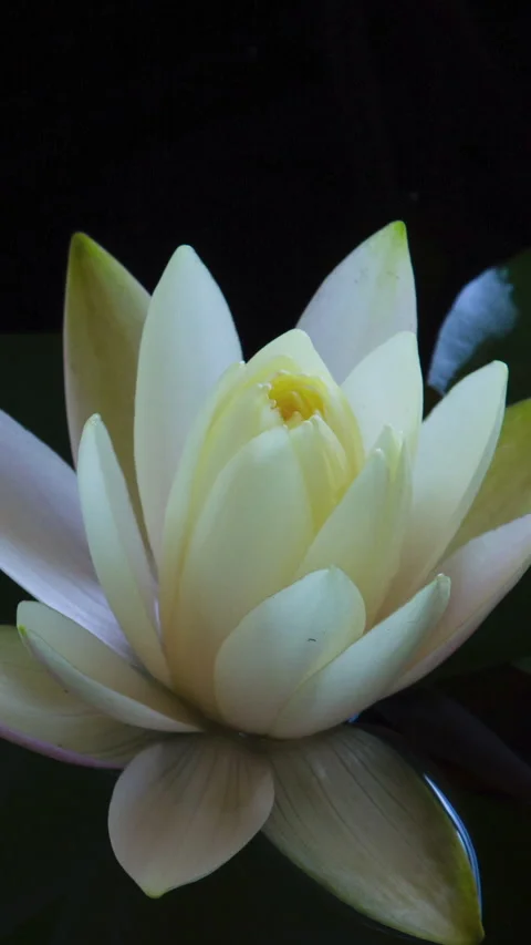 Vertical time lapse of white lotus water lily flower opening, waterlily blooming Stock Footage 267184184
