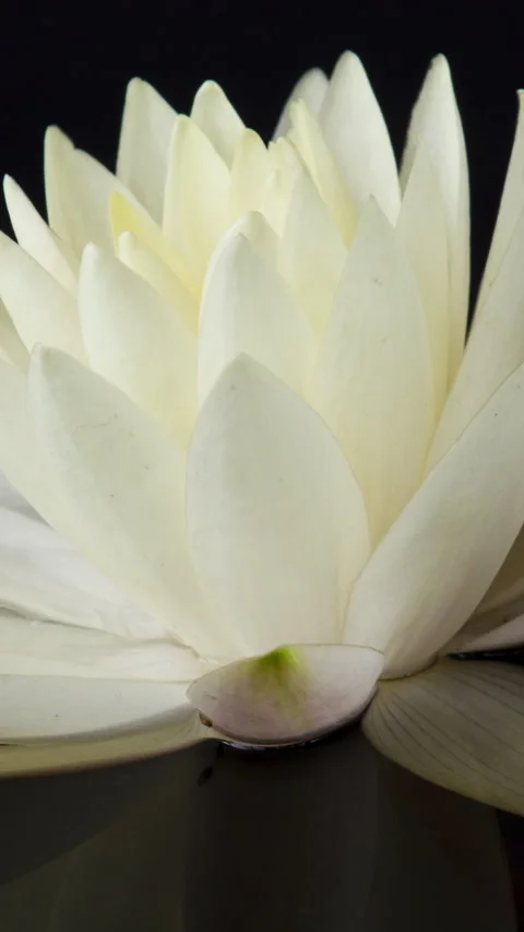 Vertical time lapse of white lotus water lily flower opening, waterlily blooming Stock Footage 269119096