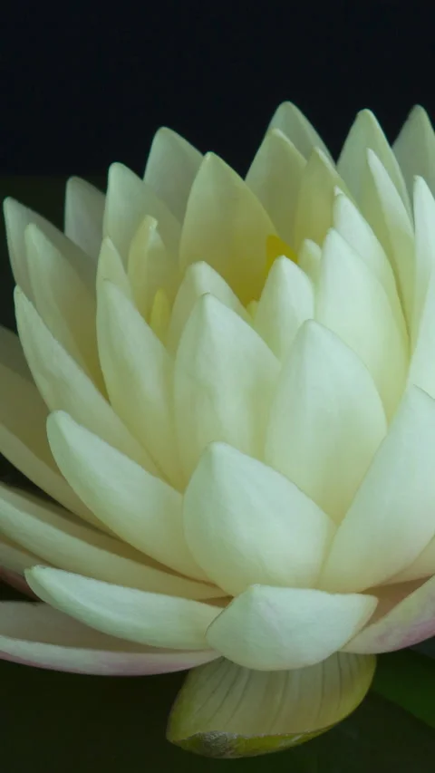 Vertical time lapse of white lotus water lily flower opening, waterlily blooming Stock Footage 321791536