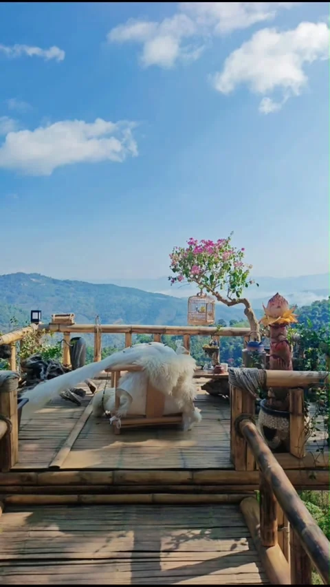 Vertical Time Lapse White Peacock Resting on Bamboo Terrace with Fast Moving Stock Footage 326585153