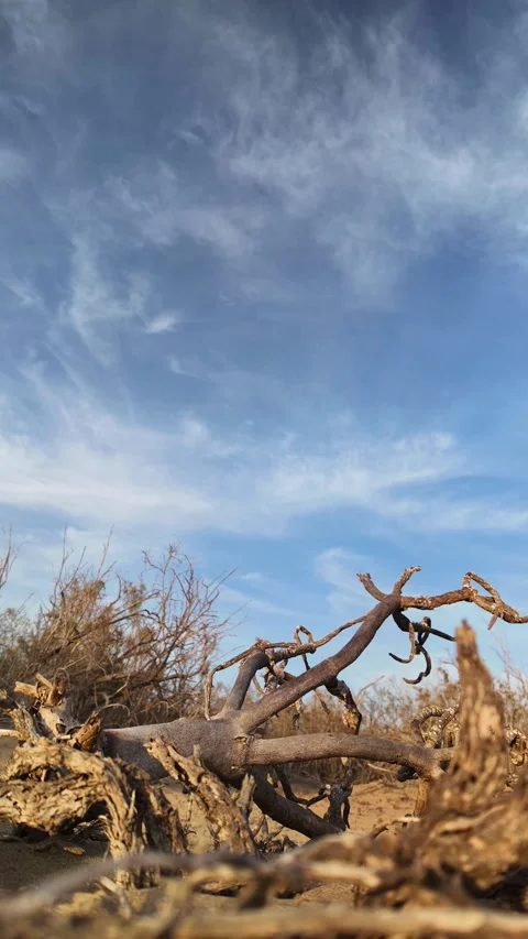 Vertical timelapse of ant colony and clouds moving over desert Video stock 329673422