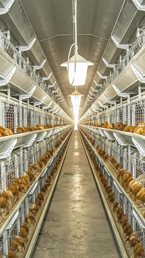 Vertical timelapse of chicken feeding inside a poultry meat processing factory Stock Footage 294462589
