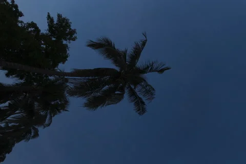 Vertical timelapse of the coconut tree. Stock Footage 164629272