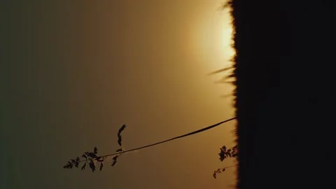 Vertical timelapse dry grass and the sun goes beyond the horizon Stock Footage 246957656