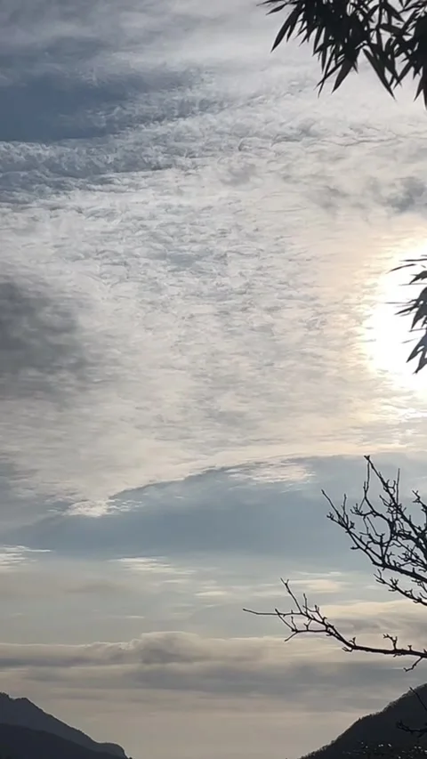 Vertical Timelapse Fast Moving Altocumulus Clouds with Silhouetted Tree Bran Stock-Footage 326838954