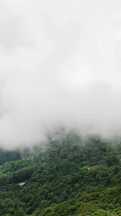 Vertical timelapse nature cloud fog moving on the mountain hill with forest i Stock Footage 201709478
