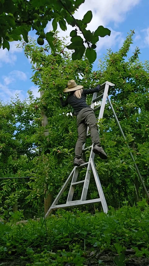Vertical timelapse of an orchard worker on a ladder thinning young apples in a Stock Footage 338201228
