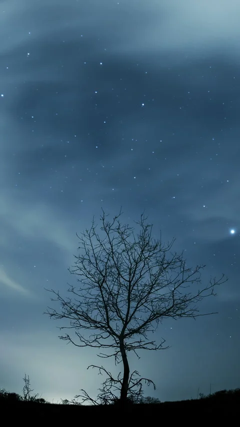 Vertical timelapse of starry night sky above tree silhouette. Vidéo 330603270