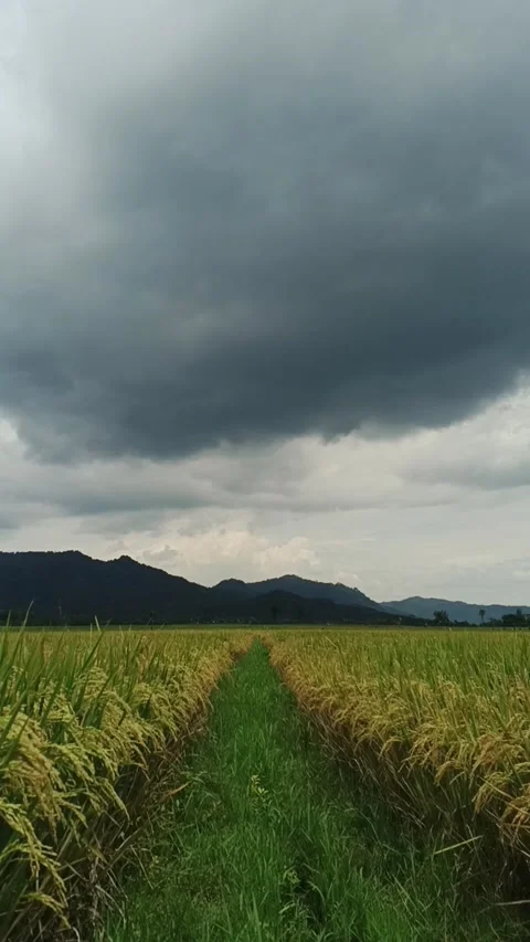 Vertical timelapse of thick clouds moving quickly over rice fields Vídeos de archivo 336933490