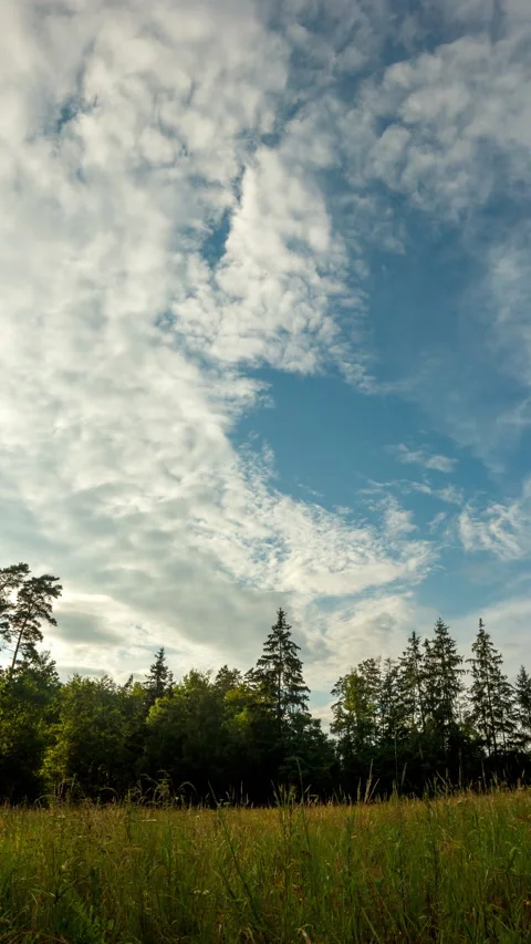 Vertical timelapse witch beautiful afternoon landscape on meadow in forest. Stock Footage 313454265