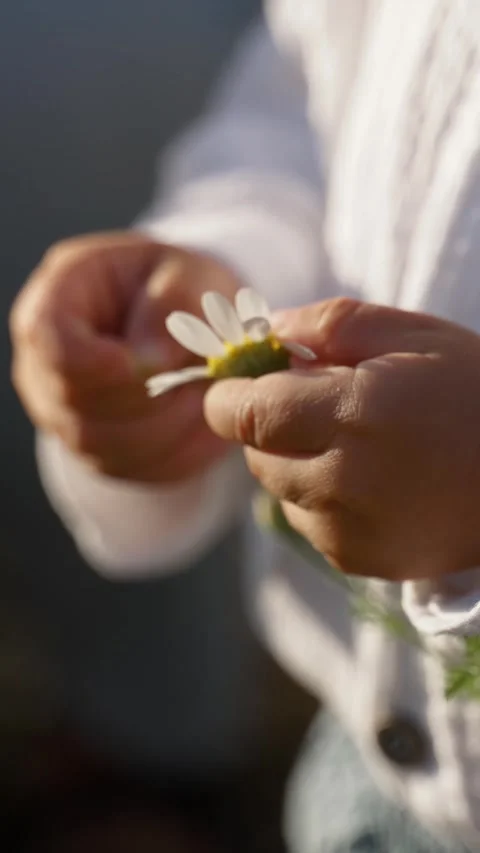 Vertical of Tiny hands of toddler pluck white petals of chamomile Stock Footage 275665691