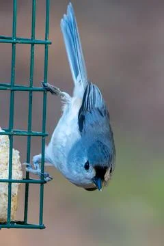 Vertical Titmouse Fotos de archivo